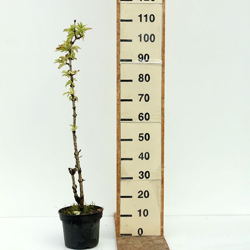 Exemplaar van Sambucus nigra Pyramidalis - Gewone vlier Pot van 4 l/5 l zoals geleverd in de zomer