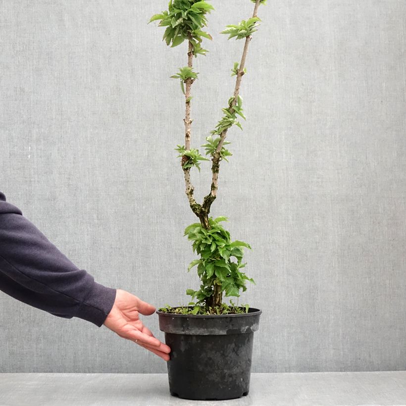 Example of Sureau noir - Sambucus nigra Pyramidalis Pot van 4 l/5 l as you get in printemps