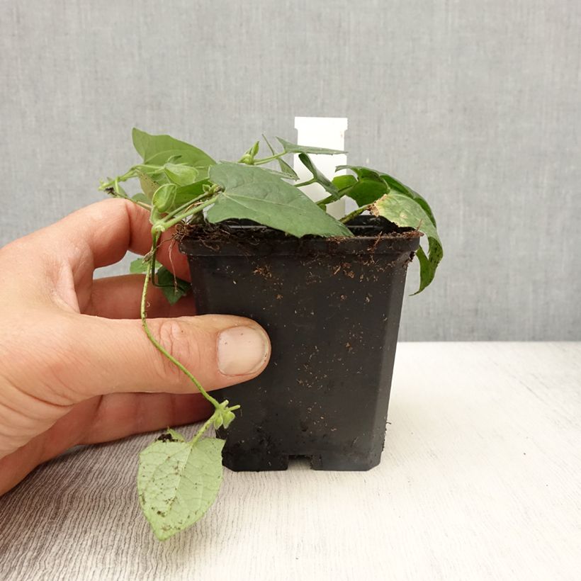 Example of Suzanne-aux-yeux-noirs - Thunbergia Tangerine Slice Kweekpotje van 8/9 cm as you get in printemps