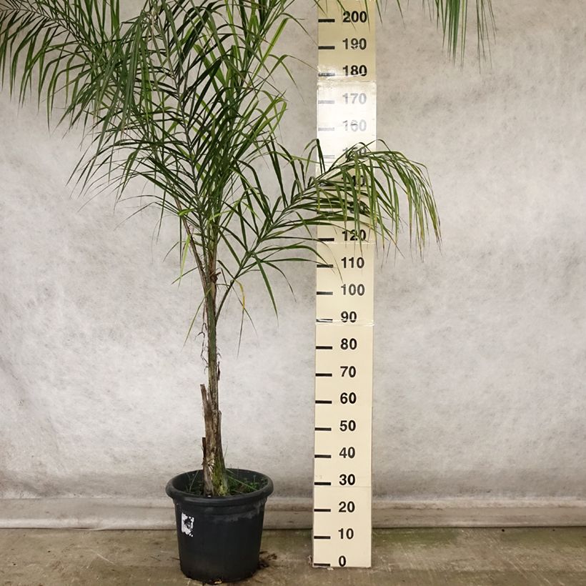 Exemplaar van Syagrus romanzoffiana - Koninginnepalm Pot van 20 l/25 l zoals geleverd in de herfst