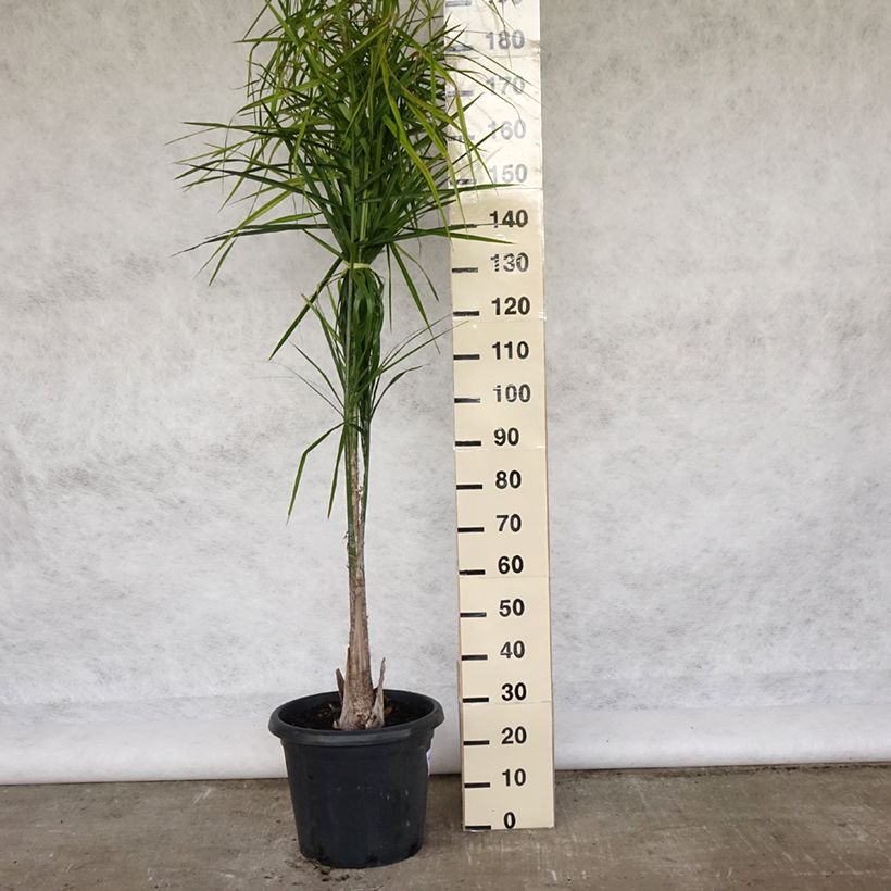 Exemplaar van Syagrus romanzoffiana - Koninginnepalm Pot van 20 l/25 l zoals geleverd in de lente