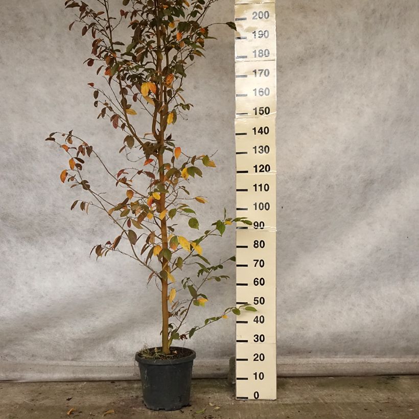 Exemplaar van Sycoparrotia semidecidua Autunno Rosso Pot de 12L/15L zoals geleverd in de herfst