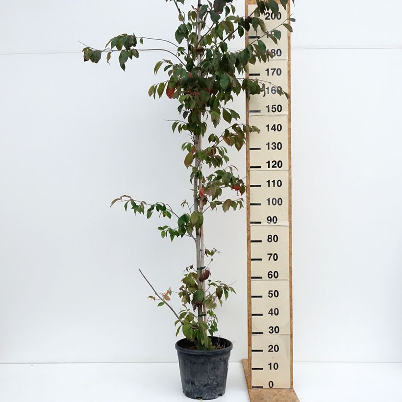 Exemplaar van Sycoparrotia semidecidua Pot van 12 l/15 l zoals geleverd in de zomer