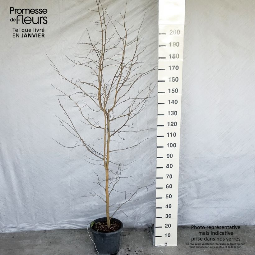 Example of Sycoparrotia semidecidua Autunno Rosso Pot van 12 l/15 l as you get in hiver