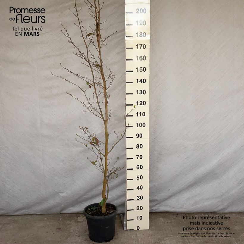 Exemplaar van Sycoparrotia semidecidua Pot van 12 l/15 l zoals geleverd in de lente