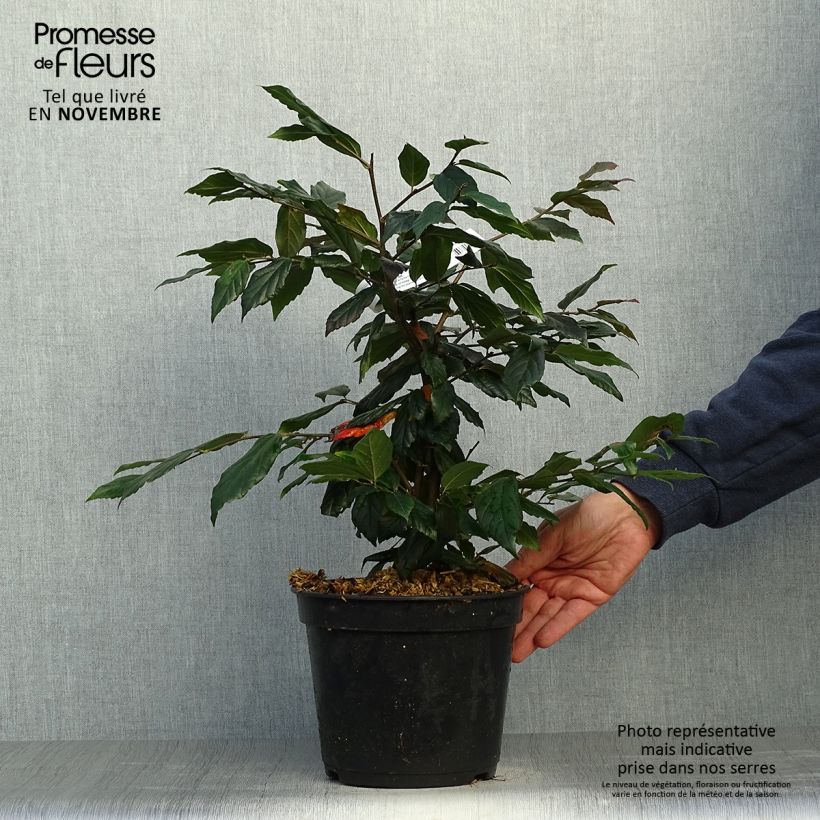 Exemplaar van Sycoparrotia semidecidua Purple Haze Pot van 3 l/4 l zoals geleverd in de herfst
