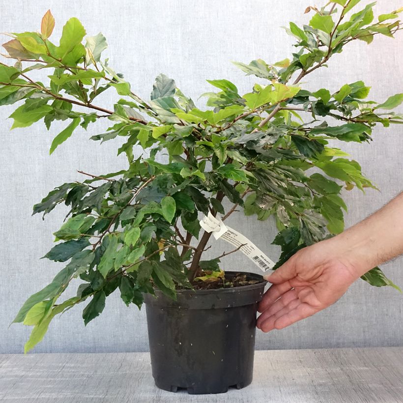 Exemplaar van Sycoparrotia semidecidua Purple Haze Pot van 3 l/4 l zoals geleverd in de zomer