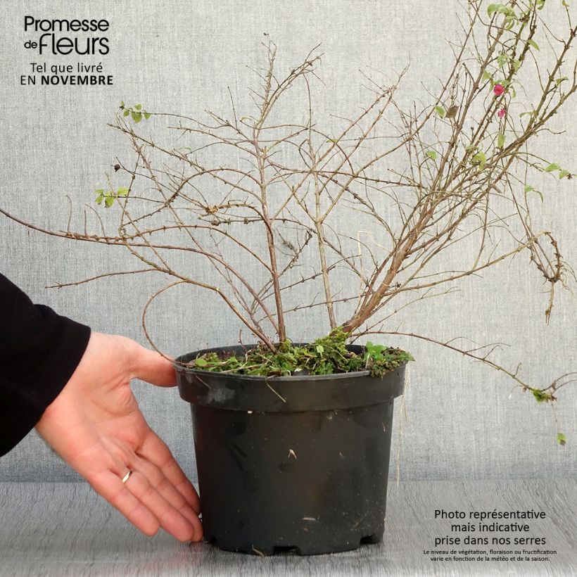 Exemplaar van Symphoricarpos chenaultii Hancock - Sneeuwbes Pot van 2 l/3 l zoals geleverd in de herfst