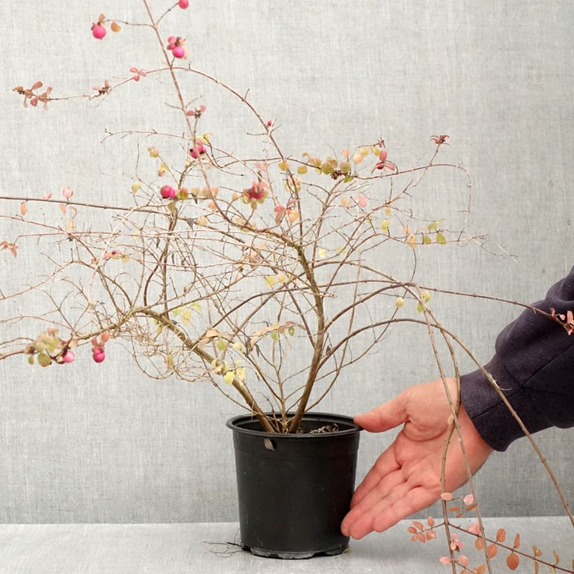 Exemplaar van Symphoricarpos chenaultii Hancock - Sneeuwbes Pot van 1 l/1,5 l zoals geleverd in de herfst