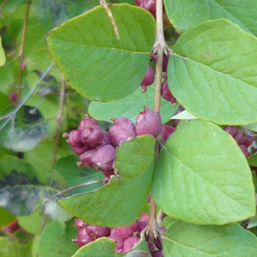Symphoricarpos orbiculatus - Sneeuwbes (Foliage)
