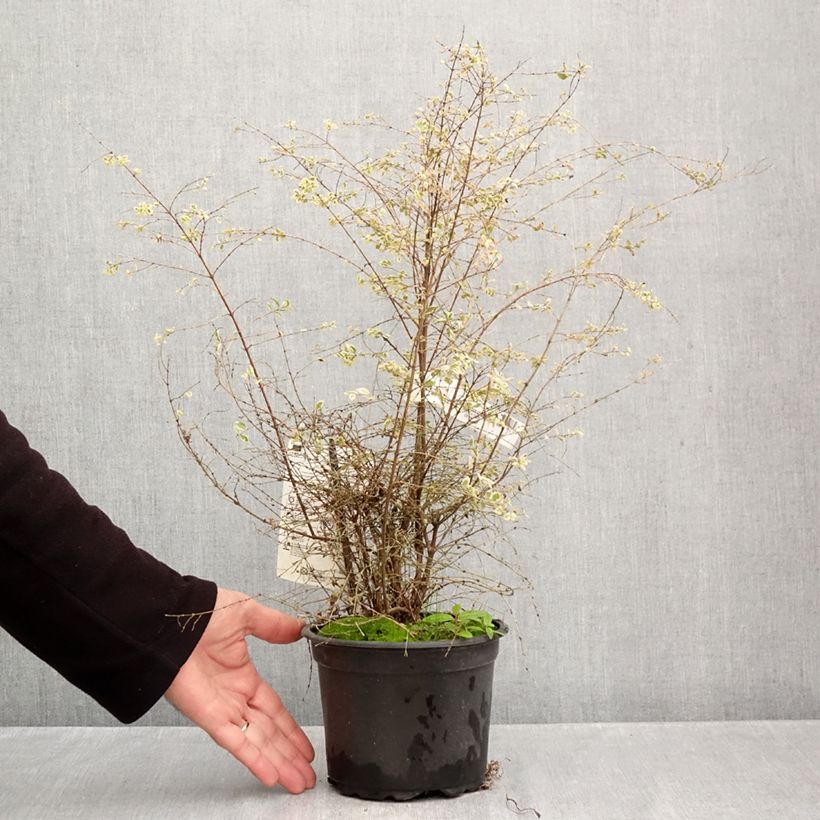 Exemplaar van Symphoricarpos chenaultii Fiesta Berry - Sneeuwbes Pot van 2 l/3 l zoals geleverd in de herfst