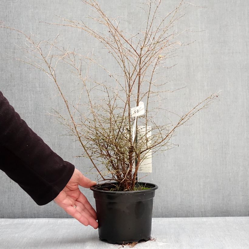 Exemplaar van Symphoricarpos chenaultii Fiesta Berry - Sneeuwbes Pot van 2 l/3 l zoals geleverd in de winter