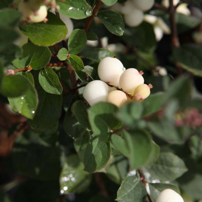 Symphoricarpos doorenbosii Magical Galaxy - Sneeuwbes (Foliage)