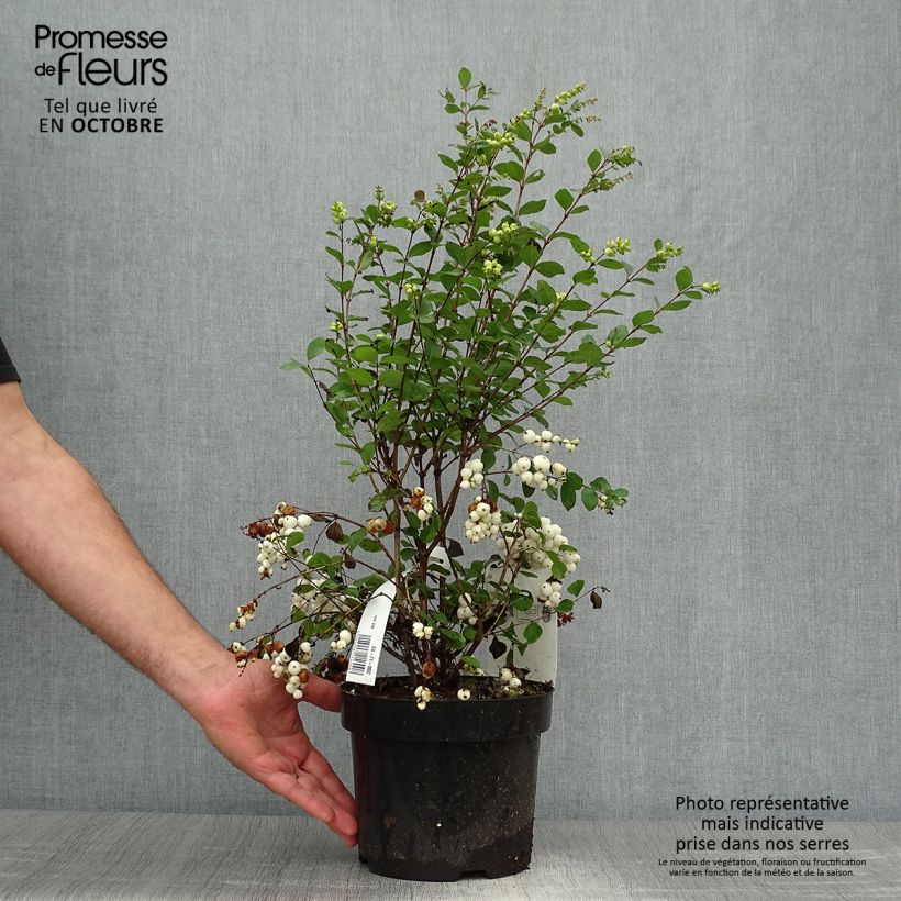 Exemplaar van Symphoricarpos doorenbosii Magical Galaxy - Sneeuwbes Pot van 3 l/4 l zoals geleverd in de herfst