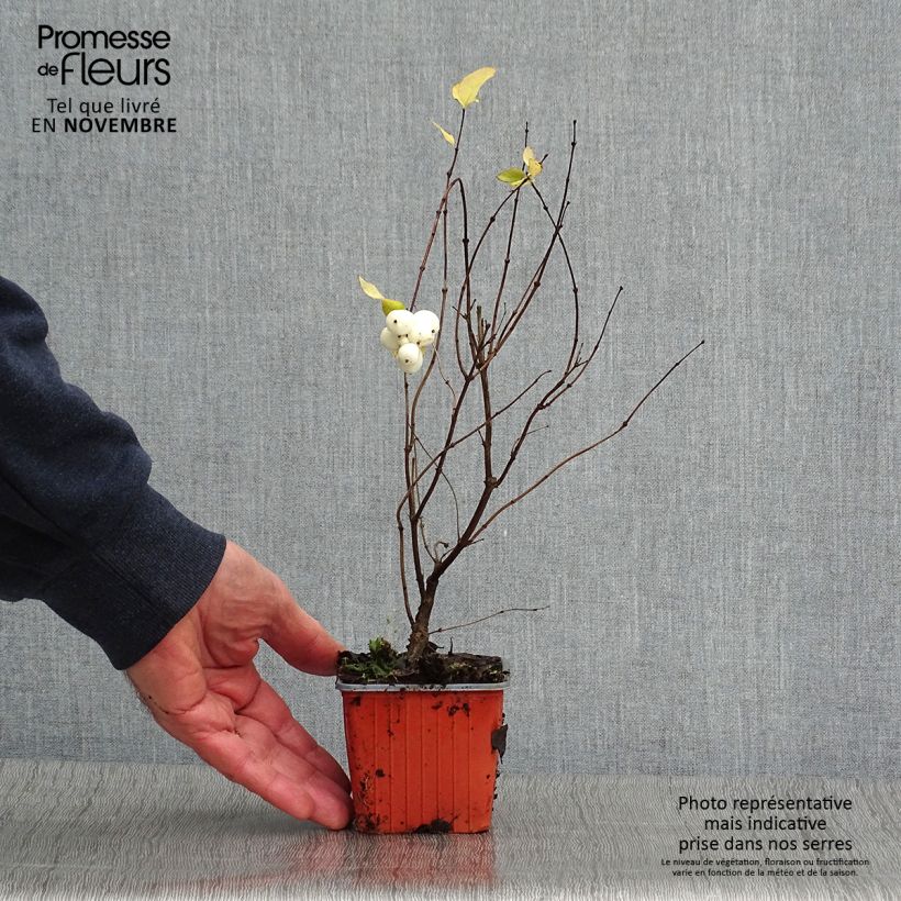 Exemplaar van Symphoricarpos doorenbosii Mother of Pearl - Sneeuwbes Kweekpotje van 8/9 cm zoals geleverd in de herfst