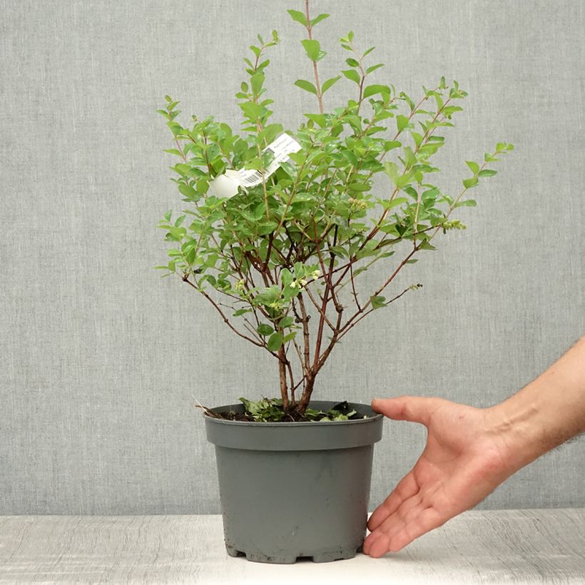 Exemplaar van Symphoricarpos doorenbosii Mother of Pearl - Sneeuwbes Pot van 2 l/3 l zoals geleverd in de zomer