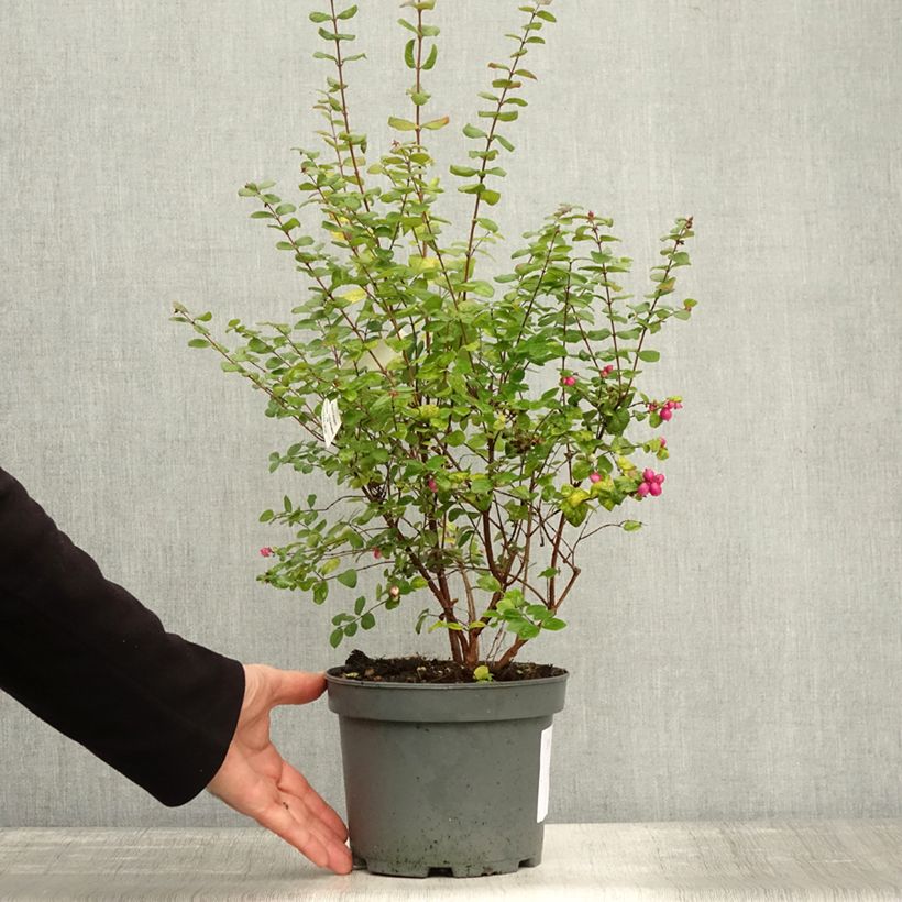 Exemplaar van Symphoricarpos doorenbosii Magic Berry - Sneeuwbes Pot van 2 l/3 l zoals geleverd in de herfst