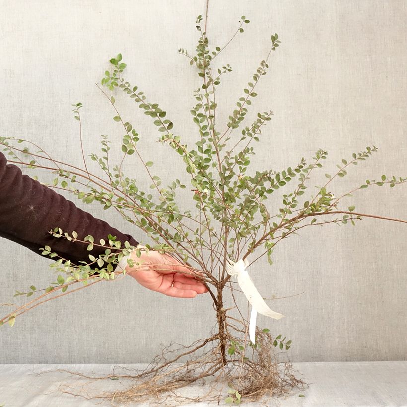 Example of Symphorine - Symphoricarpos doorenbosii White Hedge Naakte wortel as you get in hiver