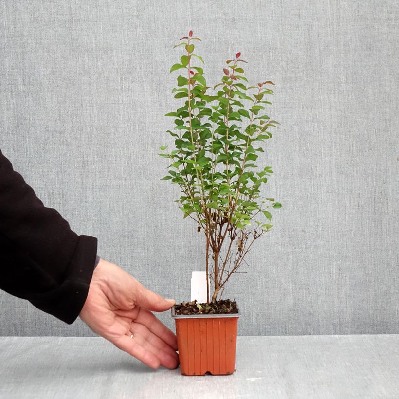 Exemplaar van Symphoricarpos Magical Berry Christmas - Sneeuwbes Kweekpotje van 8/9 cm zoals geleverd in de herfst