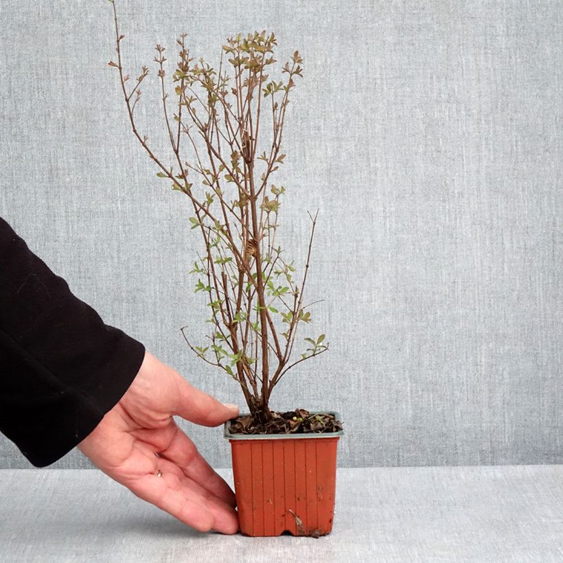 Exemplaar van Symphoricarpos Magical Berry Christmas - Sneeuwbes Kweekpotje van 8/9 cm zoals geleverd in de lente