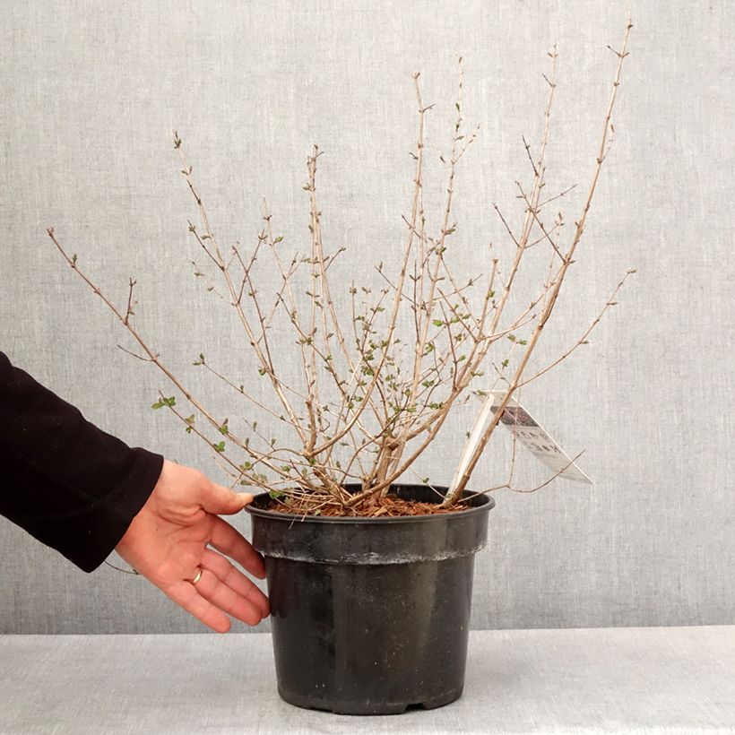 Exemplaar van Symphoricarpos orbiculatus Symphony Rumble - Sneeuwbes Pot van 6 l/7 l zoals geleverd in de lente