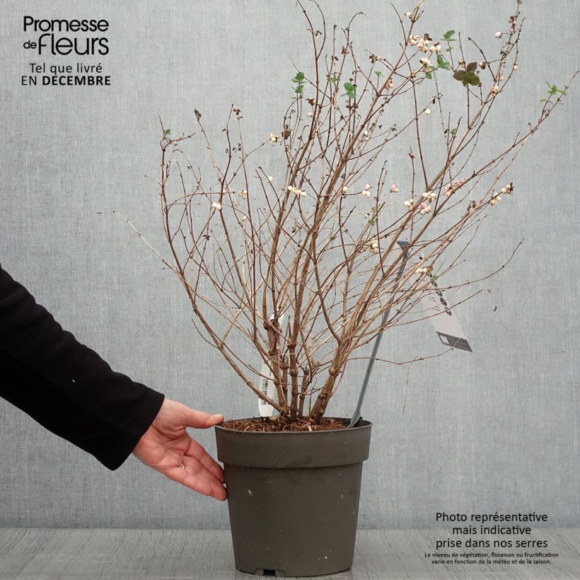 Exemplaar van Symphoricarpos orbiculatus Symphony Rumble - Sneeuwbes Pot van 4 l/5 l zoals geleverd in de herfst