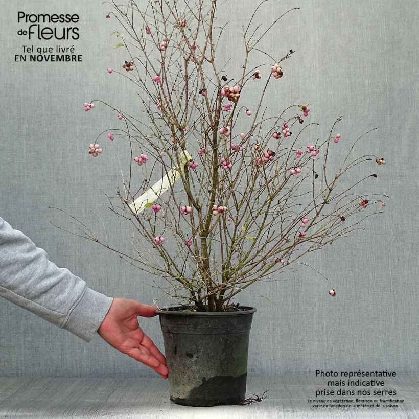 Exemplaar van Symphoricarpos Magical Sweet - Sneeuwbes Pot van 4 l/5 l zoals geleverd in de herfst