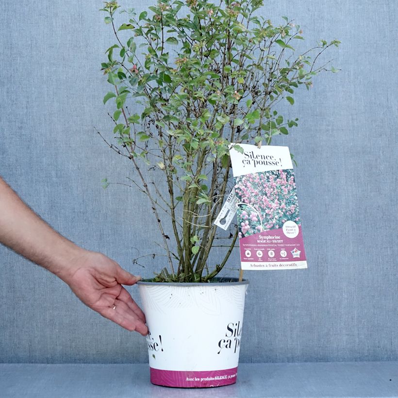 Exemplaar van Symphoricarpos Magical Sweet - Sneeuwbes Pot van 4 l/5 l zoals geleverd in de zomer
