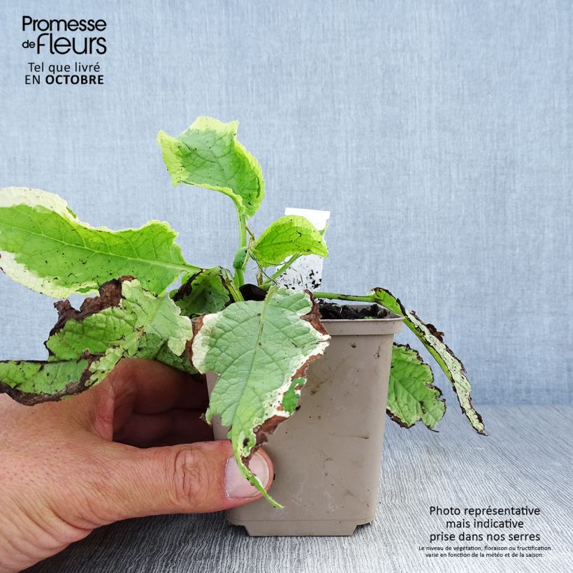 Exemplaar van Symphytum Goldsmith - Russische smeerwortel Kweekpotje van 8/9 cm zoals geleverd in de herfst