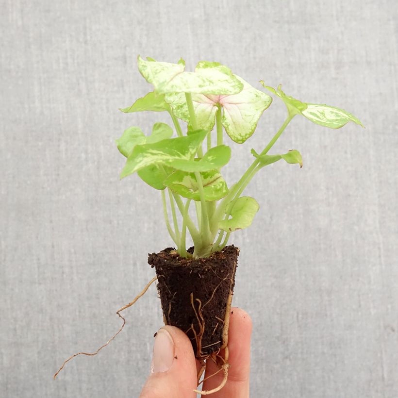 Example of Syngonium Golden Allusion - Pijlplant Mini-plante as you get in printemps