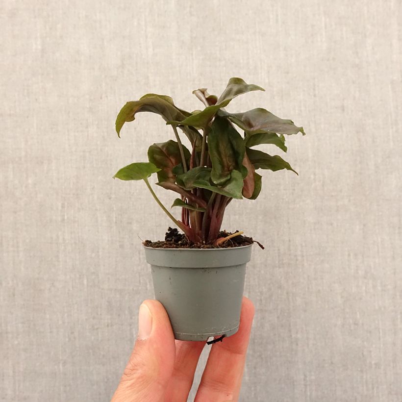 Example of Syngonium Maria Allusion Mini-plante as you get in printemps