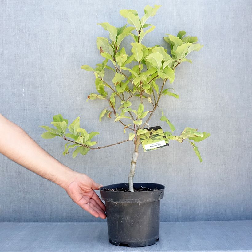 Exemplaar van Syringa emodi Aureovariegata - Sering Pot van 4 l/5 l zoals geleverd in de zomer