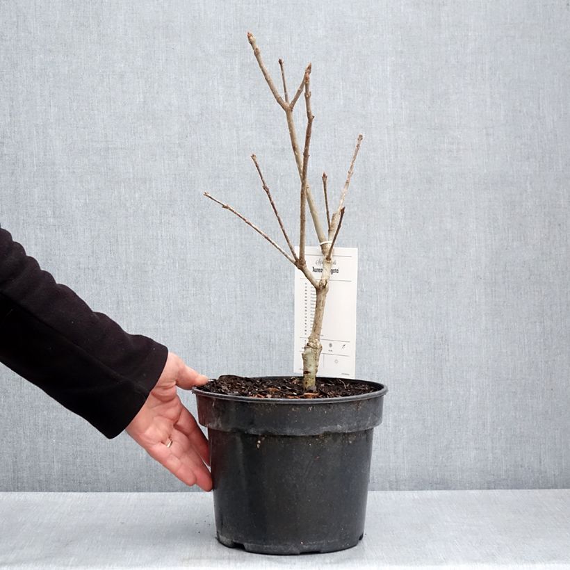 Example of Syringa emodi aureovariegata - Lilas d'Himalaya  Pot van 4 l/5 l as you get in printemps