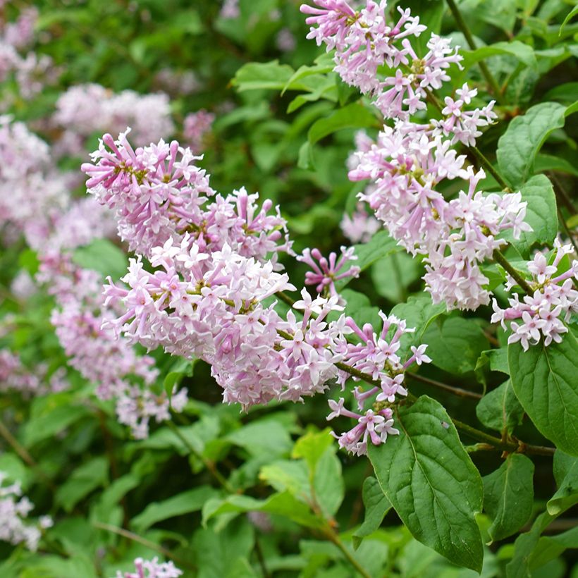 Syringa josikaea - Sering (Flowering)