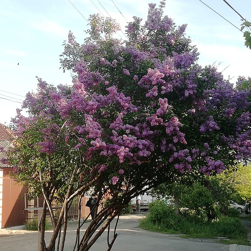 Syringa josikaea - Sering (Plant habit)