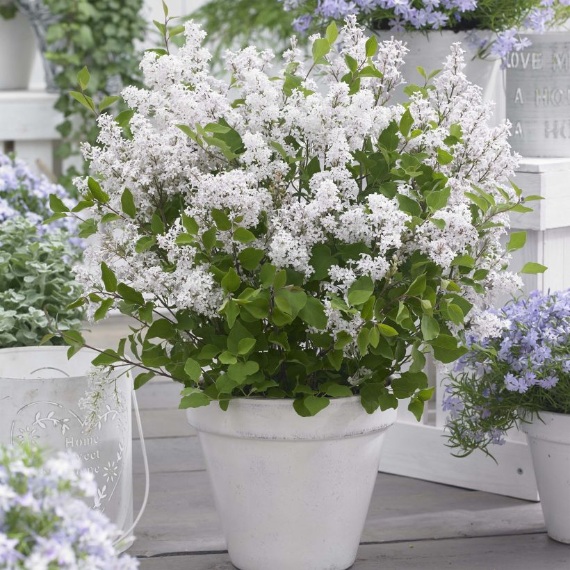 Syringa meyeri Flowerfesta Wit - Dwergsering (Plant habit)