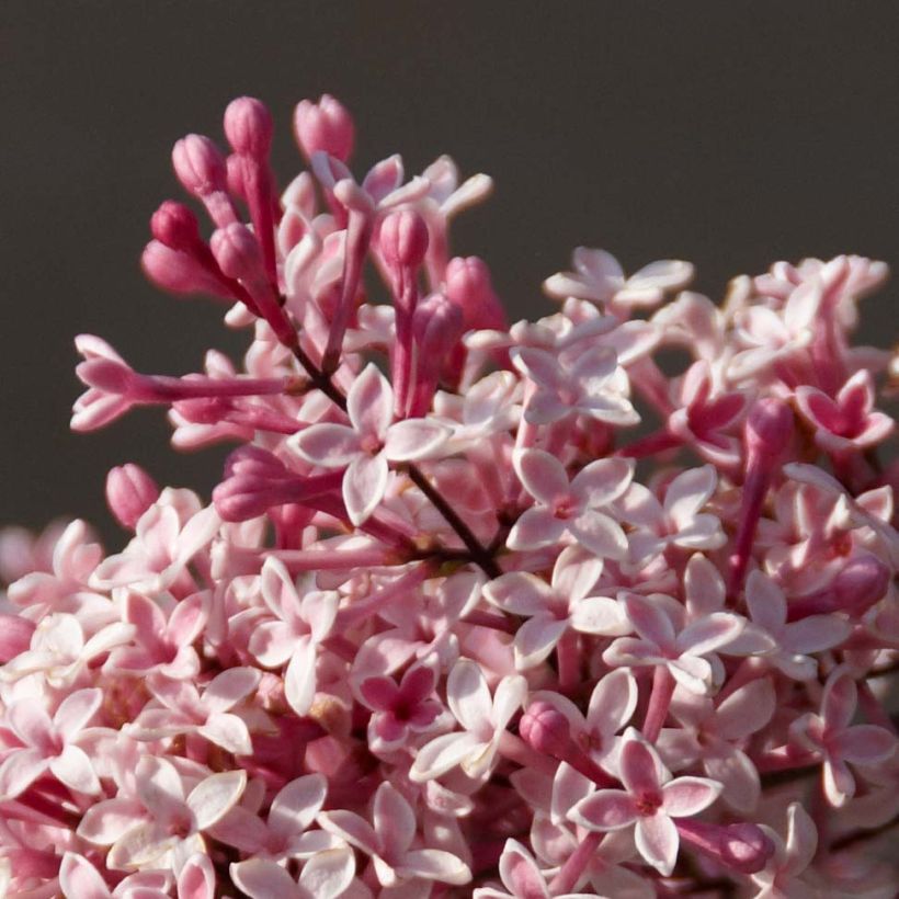 Syringa microphylla Superba - Dwergsering (Flowering)