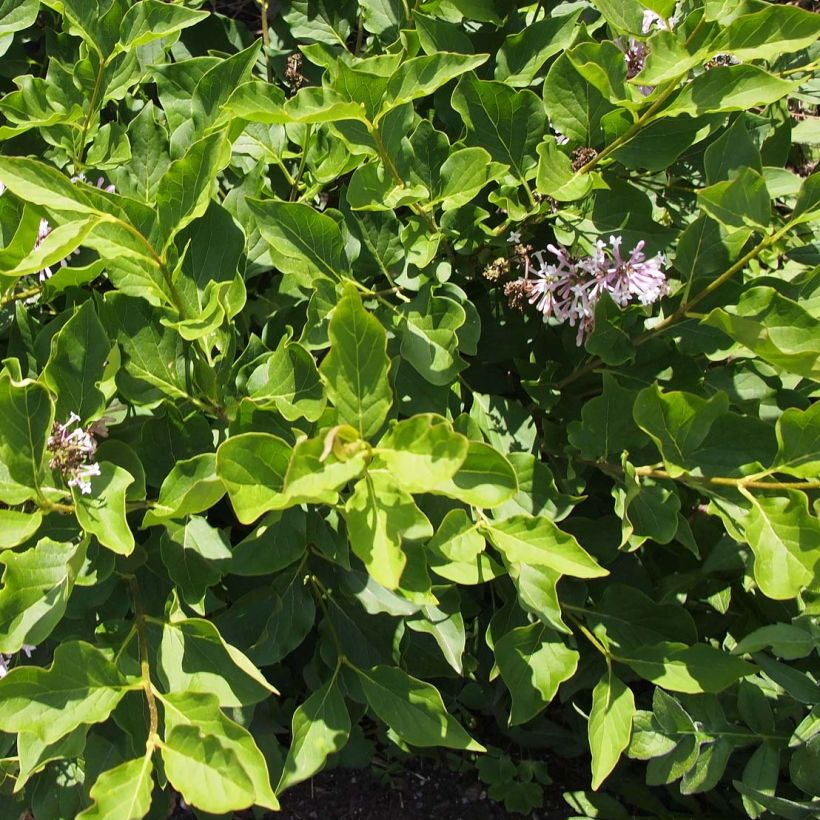Syringa patula Miss Kim - Dwergsering (Foliage)