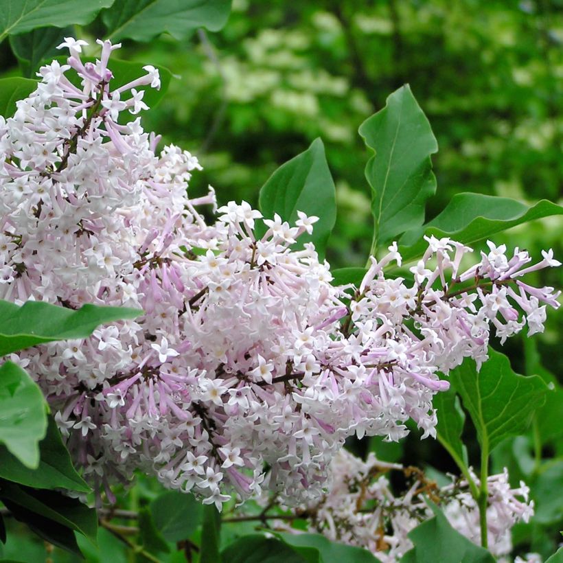 Syringa patula Miss Kim - Dwergsering (Flowering)
