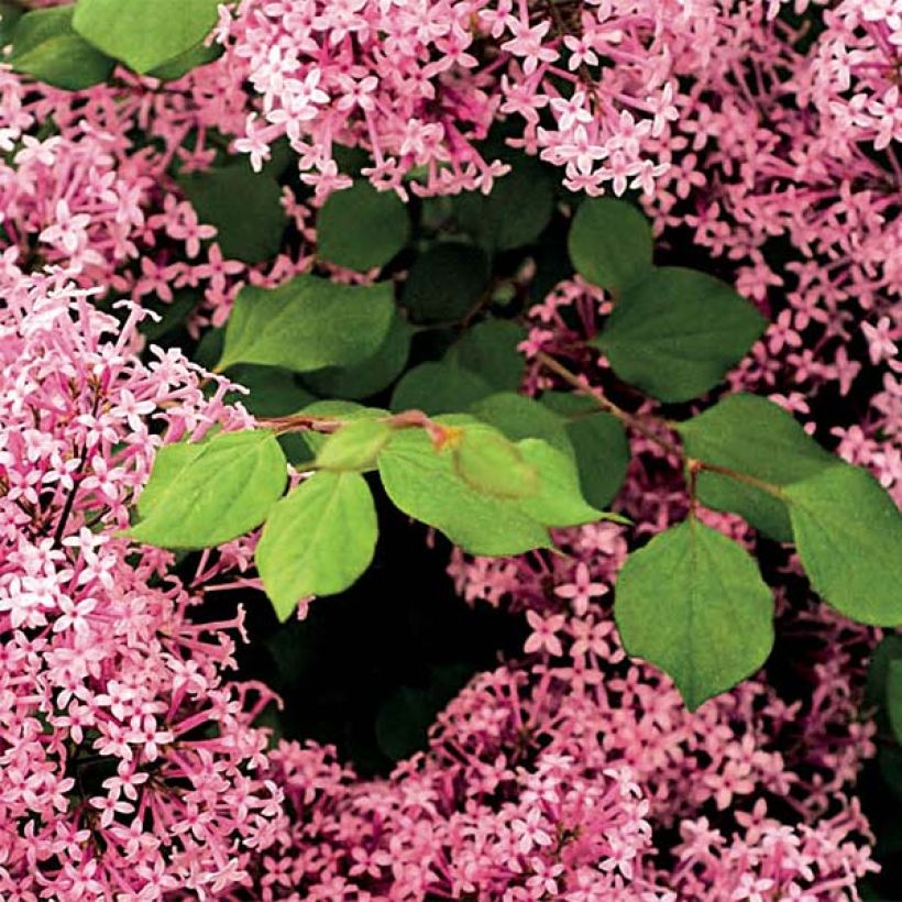 Syringa Red Pixie - Dwergsering (Foliage)