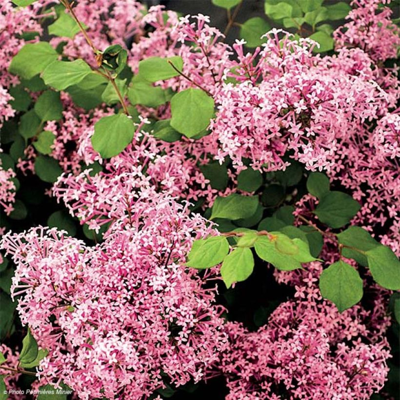 Syringa Red Pixie - Dwergsering (Flowering)