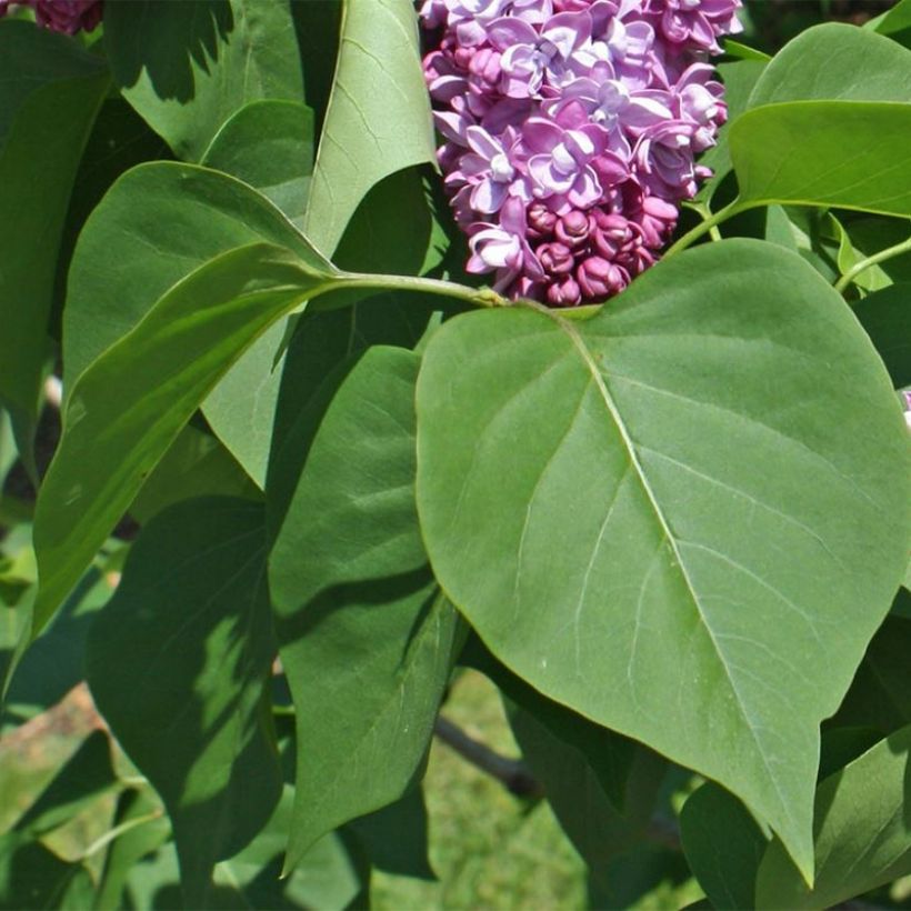 Syringa vulgaris Paul Thirion - Gewone sering (Foliage)