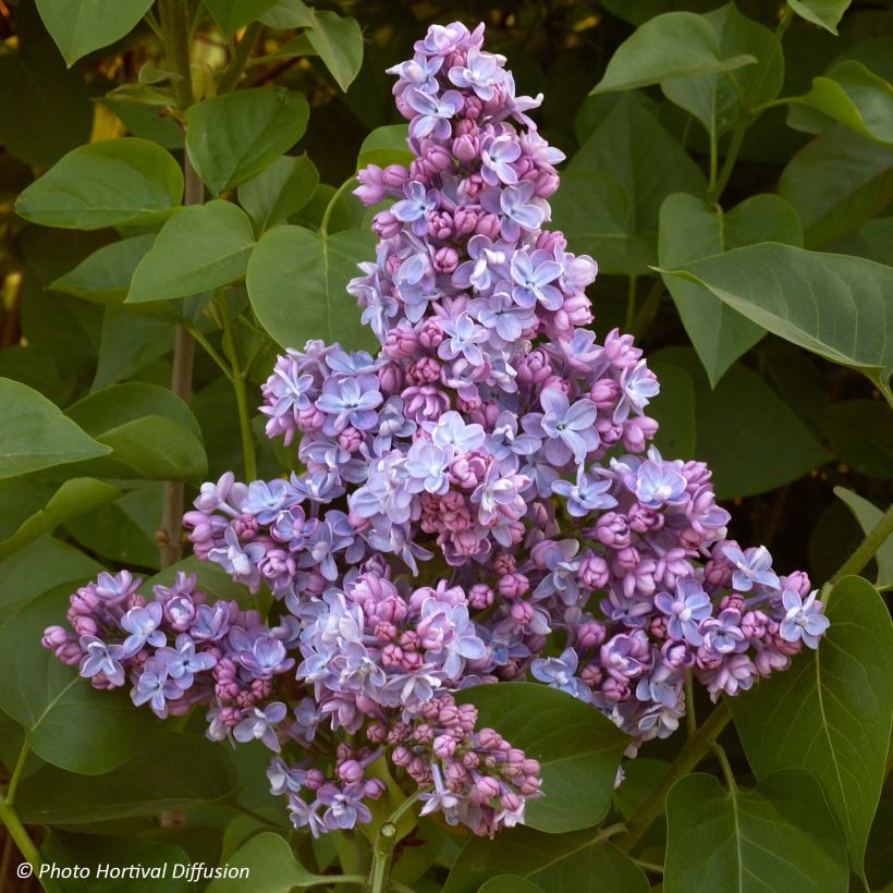 Syringa vulgaris Président Grevy - Gewone sering (Flowering)