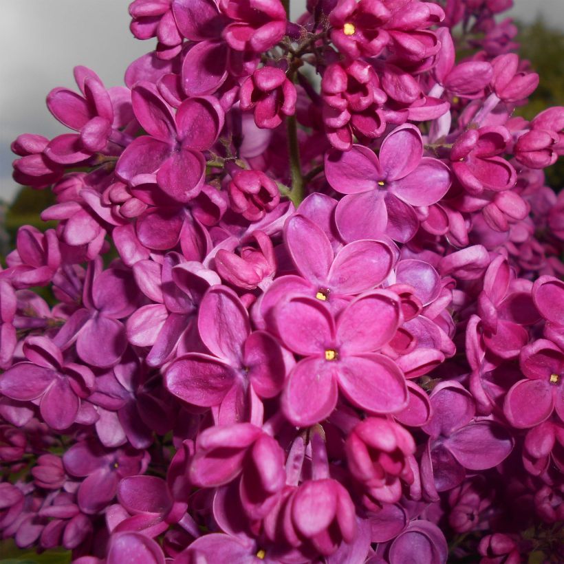 Syringa vulgaris Znamya Lenina - Gewone sering (Flowering)