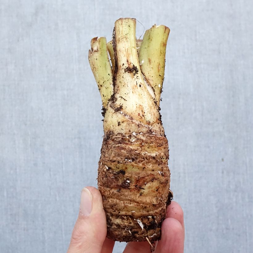 Exemplaar van Tacca integrifolia Nivea - Witte vleermuisbloem Bol kaliber I zoals geleverd in de lente