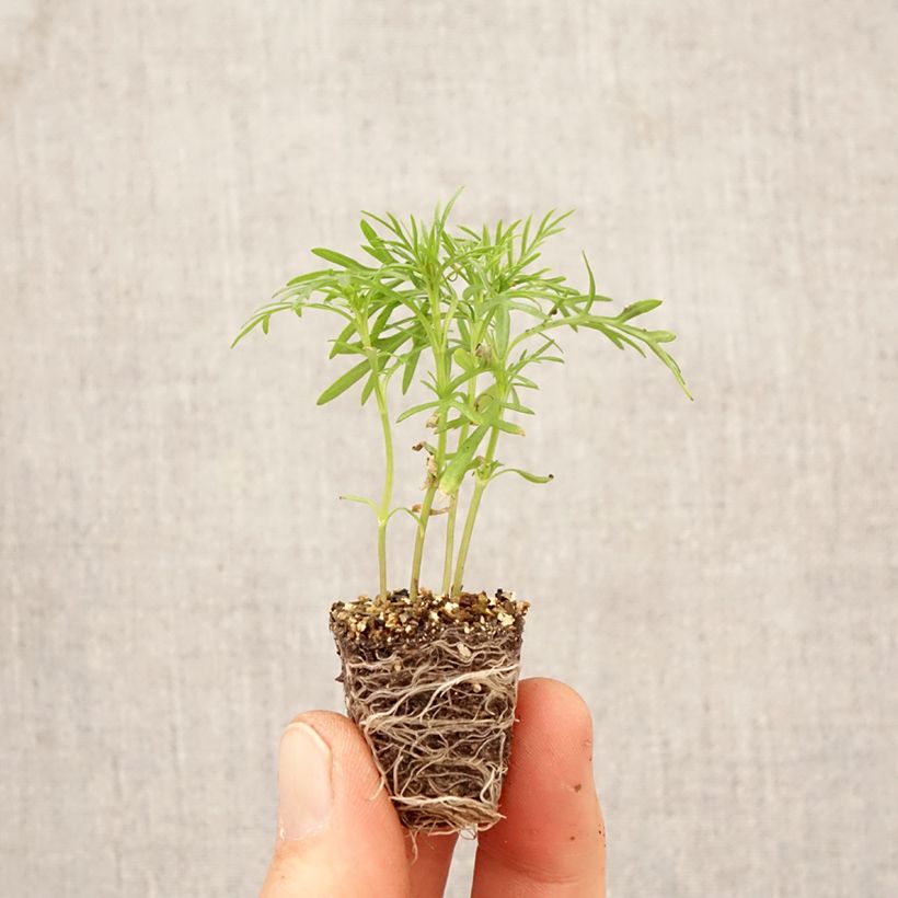 Exemplaar van Snoepblad (jonge planten) - Tagetes filifolia Mini-mot Ø 3/4 cm zoals geleverd in de lente