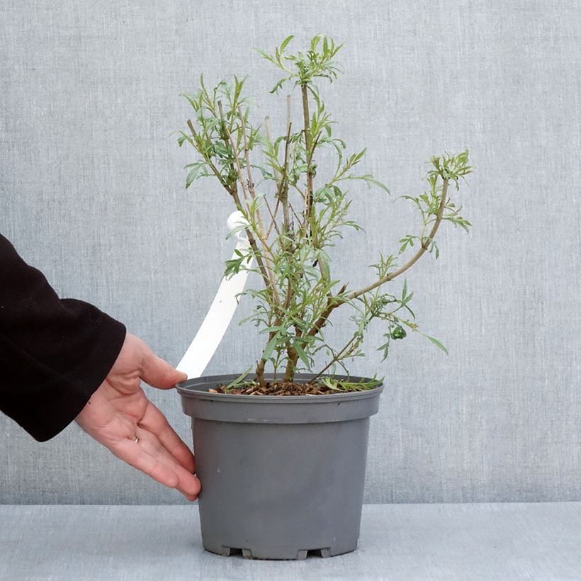 Exemplaar van Tagetes lemmonii - Afrikaantje Pot van 3 l/4 l zoals geleverd in de lente