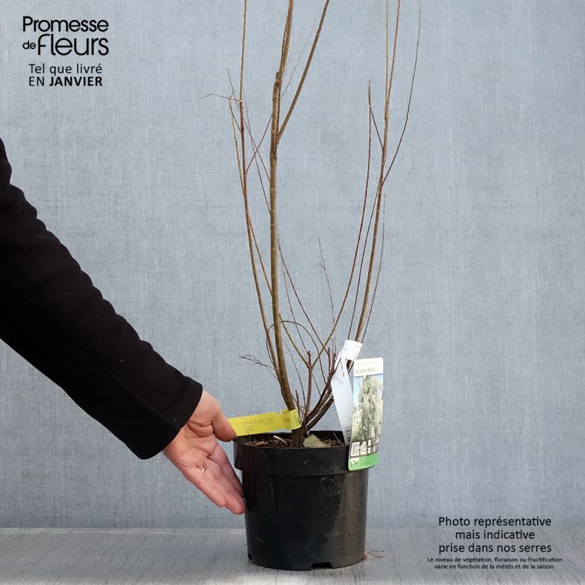 Example of Tamaris ramosissima Hulsdonk White Pot van 3 l/4 l as you get in hiver