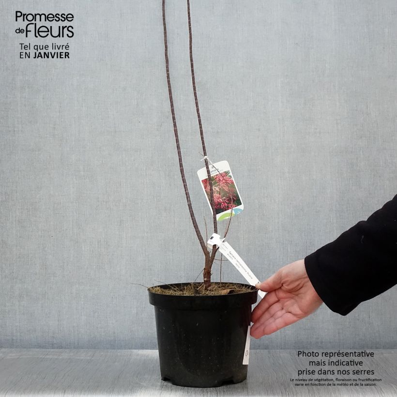 Example of Tamarix ramosissima Rubra - Zomertamarisk Pot van 3 l/4 l as you get in hiver