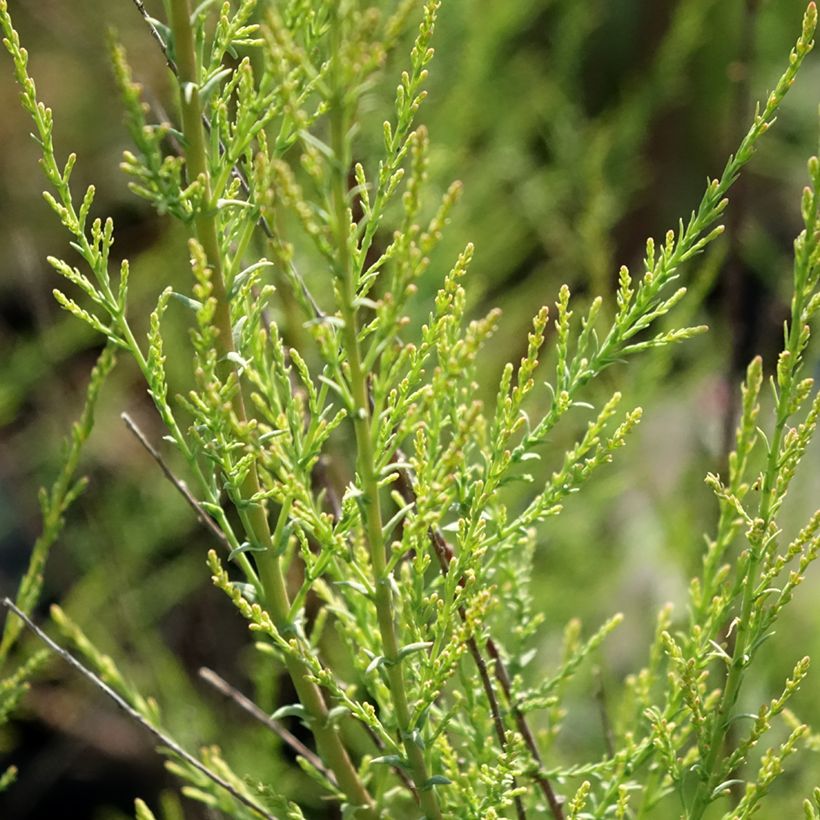 Tamarix ramosissima Rubra - Zomertamarisk (Blad)